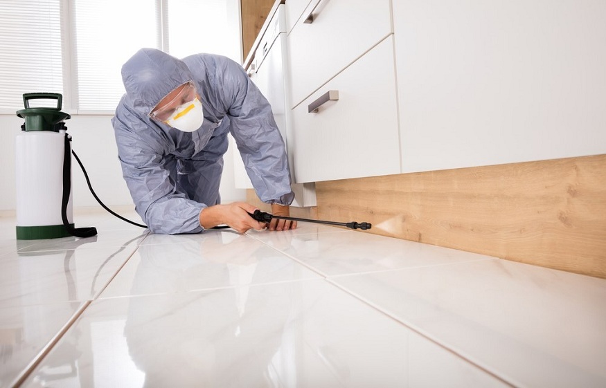 Importance Of Pest Control Specialist To Solve Your pest Issues