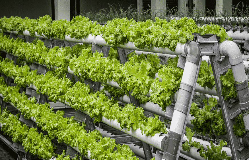 Is Vertical Farming The Future Of Agriculture?
