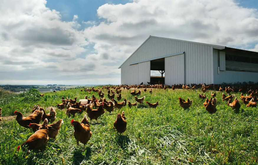 Hillandale Farms Pennsylvania Discusses The Five Freedoms of Animal Welfare Under UEP Certification Program
