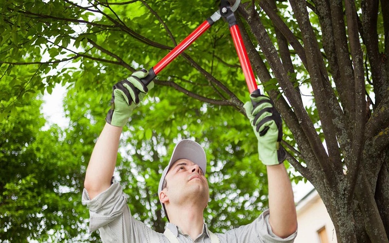 Tree Care Needs